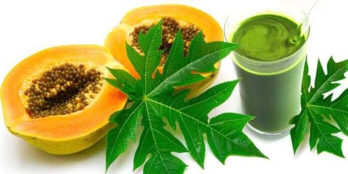 Papaya Leaf: Utilizing its Potential to Combat Dengue
